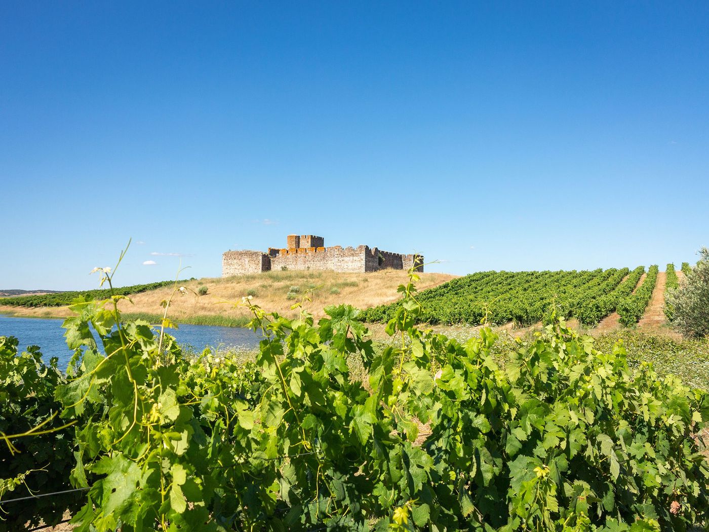 Vignes à Évora