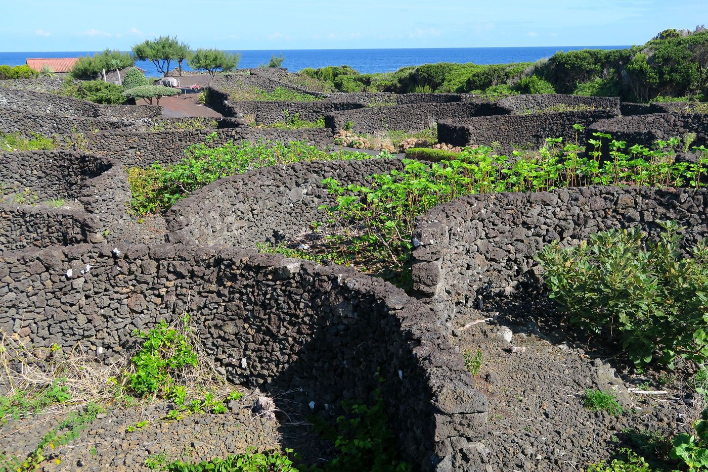 Açores Pico Vignes