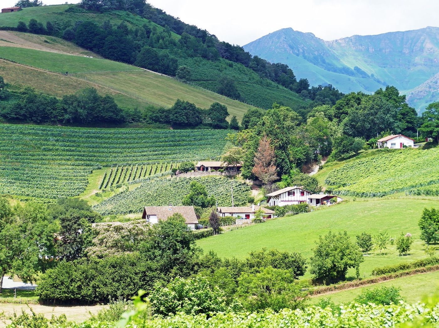 Vignes d’Irouléguy