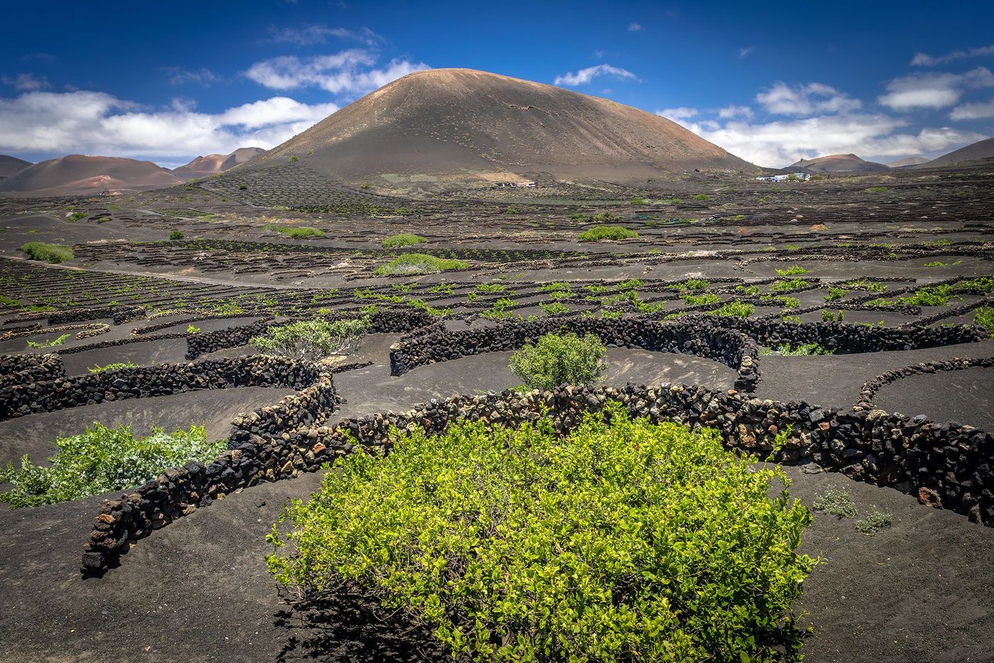 Vignes volcaniques sur l'île de Lanzarote - Îles Canaries