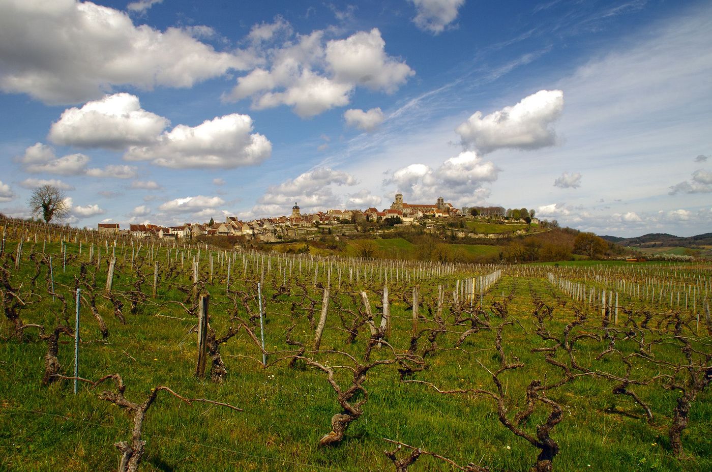 Vignoble au pied du village de Vézelay
