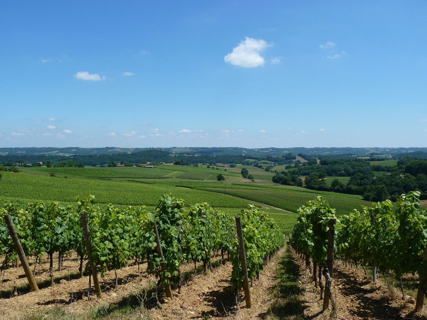 Vignoble Aydie