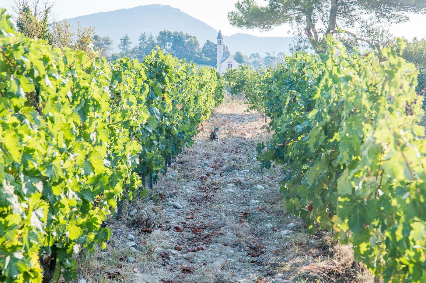 Vignoble de Bellet