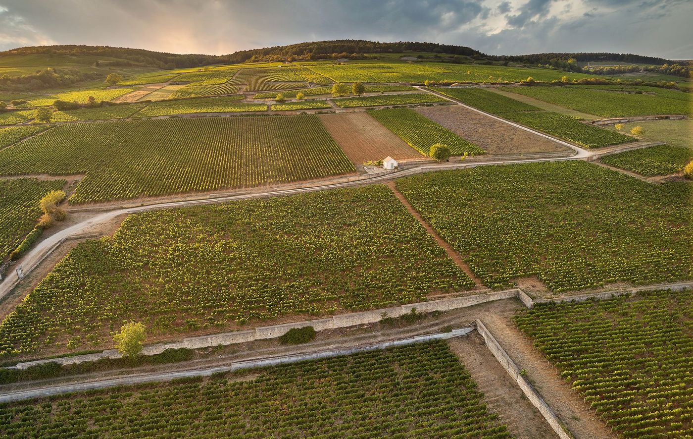 Vignoble de la maison Drouhin