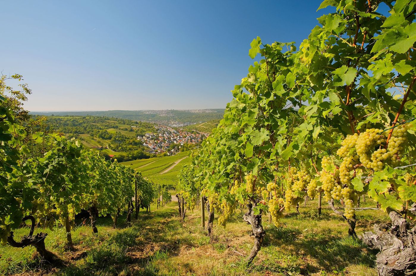 Vignoble de Stuttgart
