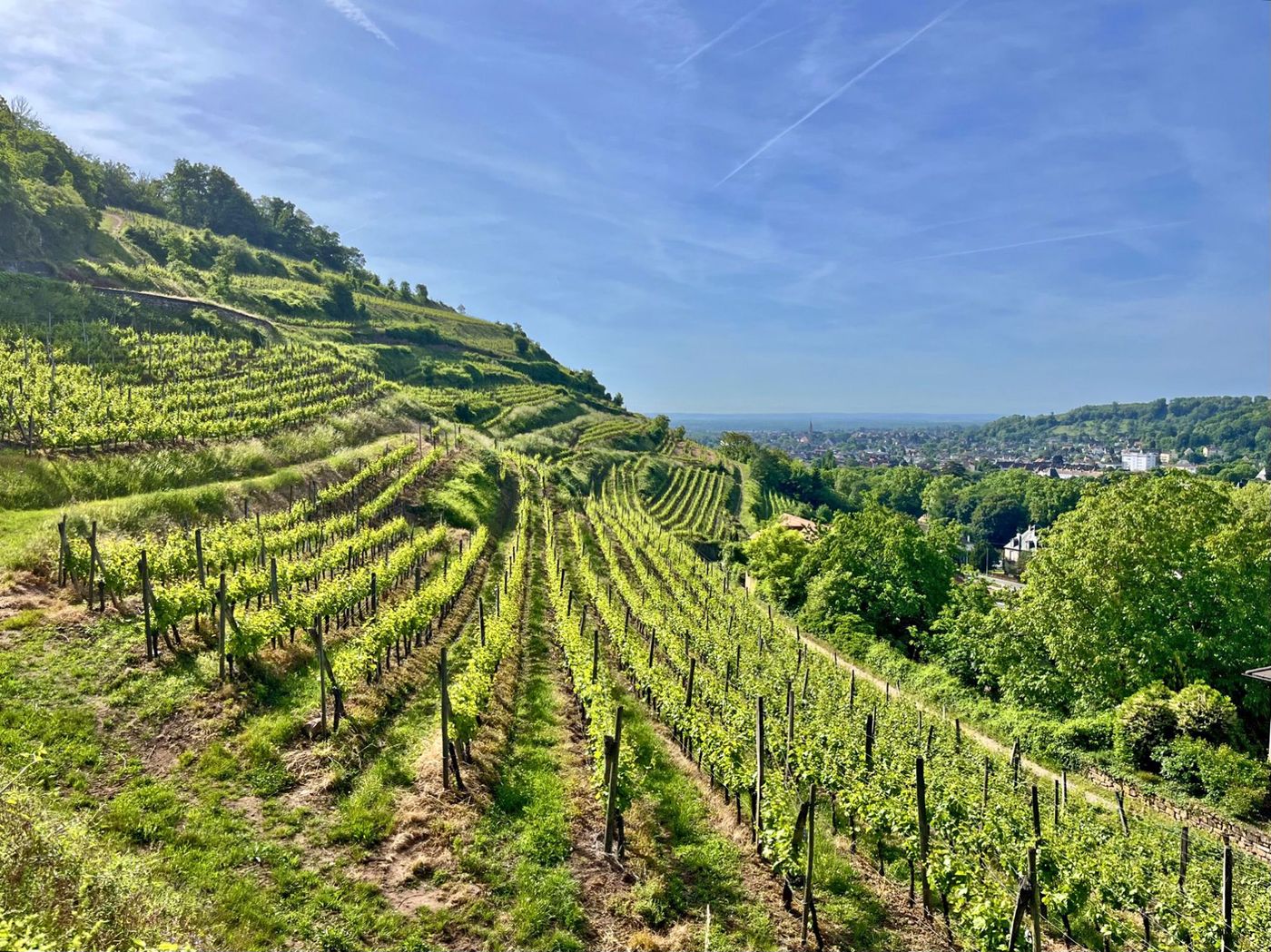 vignoble de Guebwiller