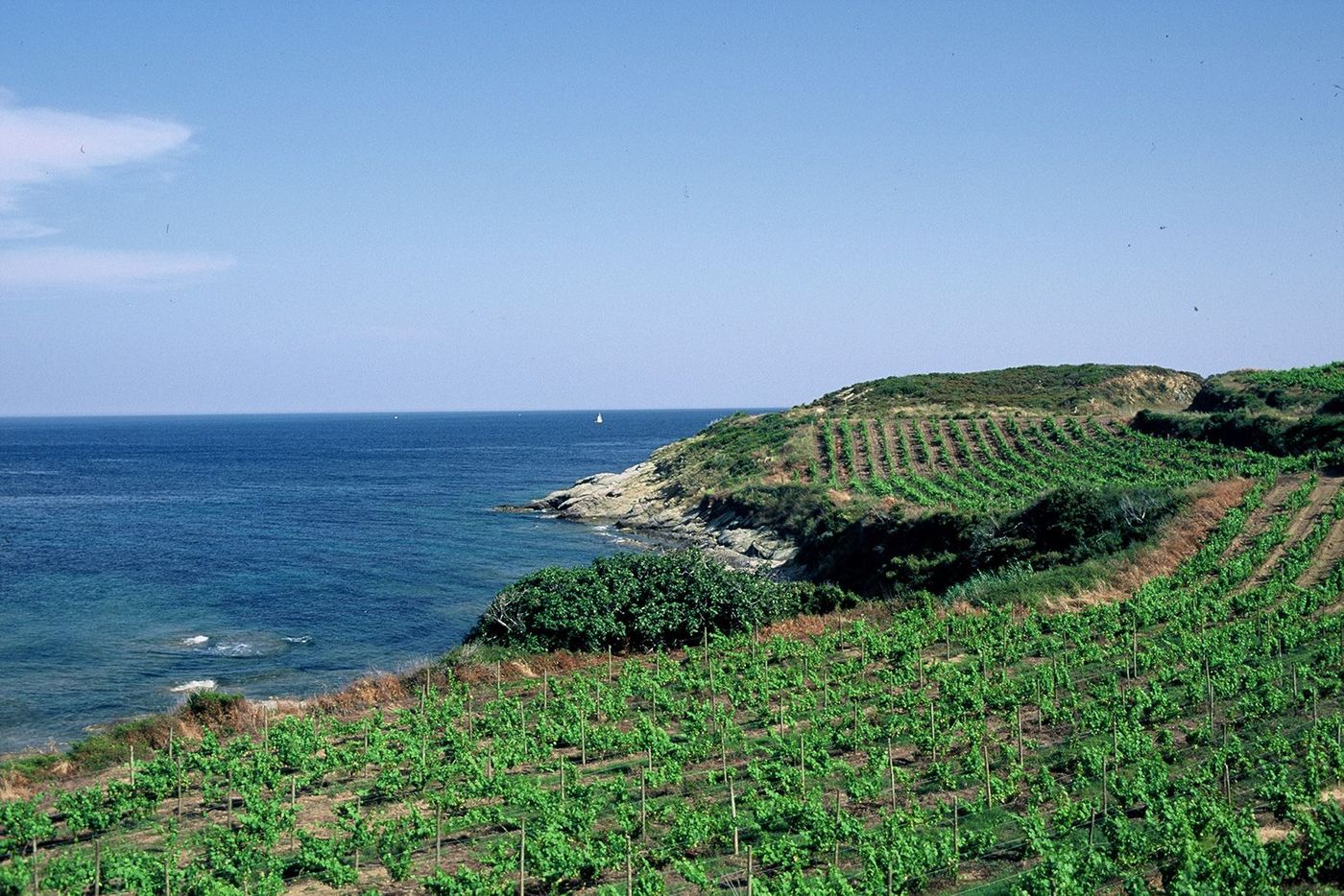 Corse Vignes