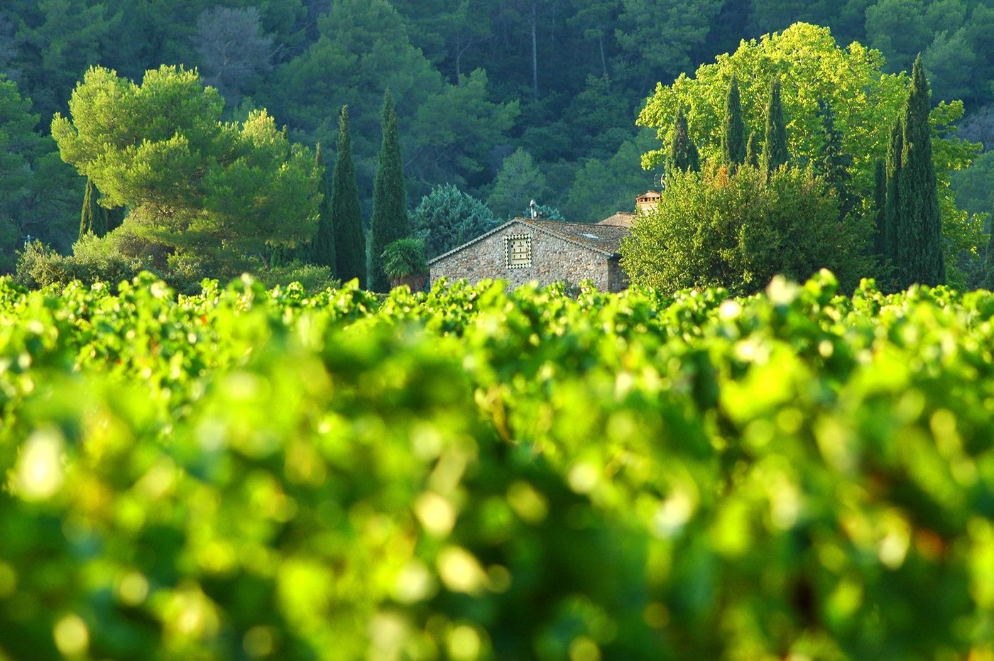 Provence Vignes