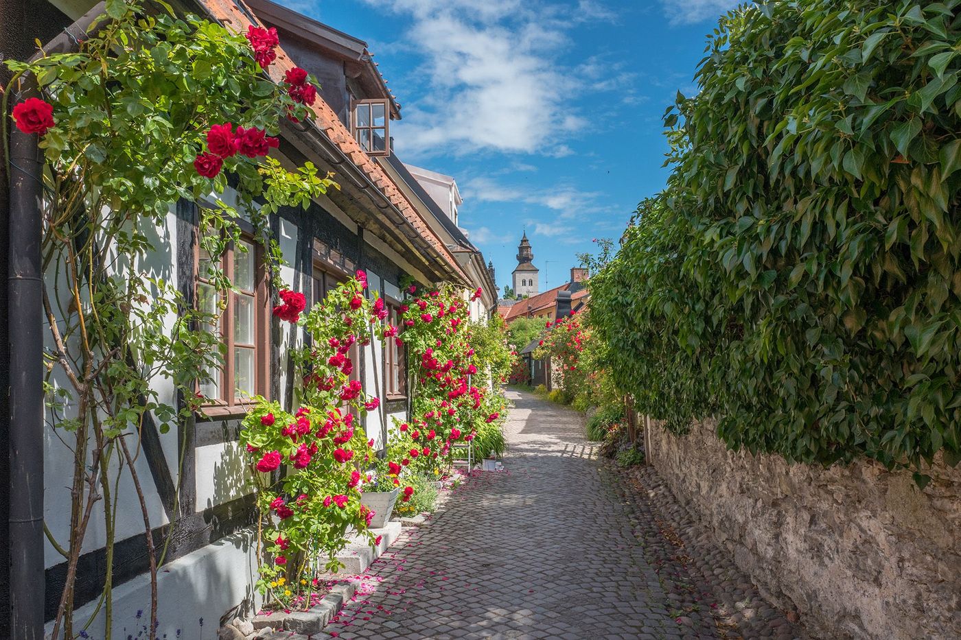 Visby en fleur