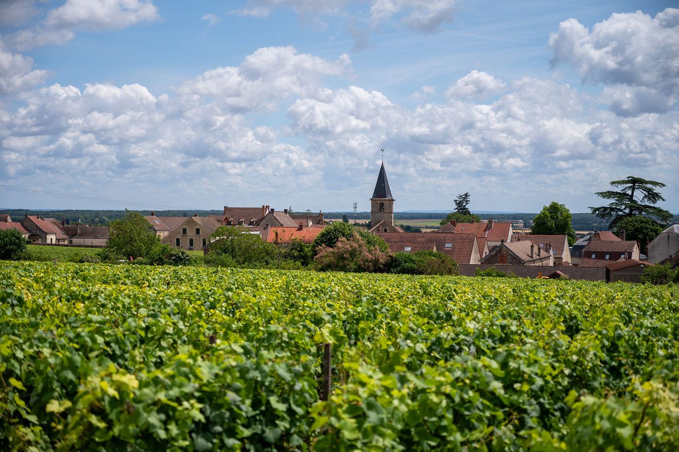 Vosne-Romanée
