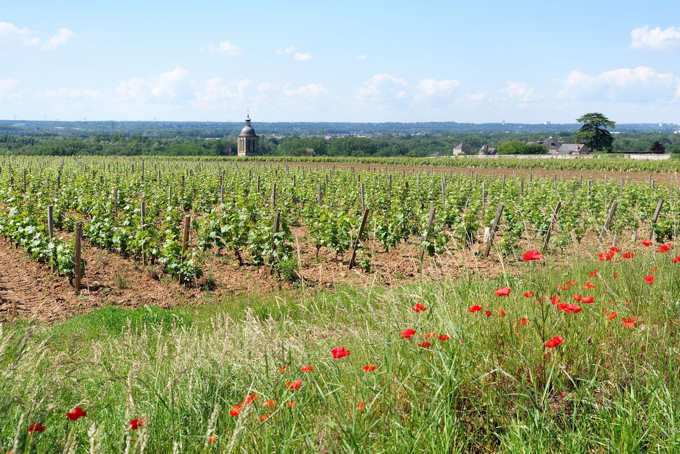 Vignes à Vouvray