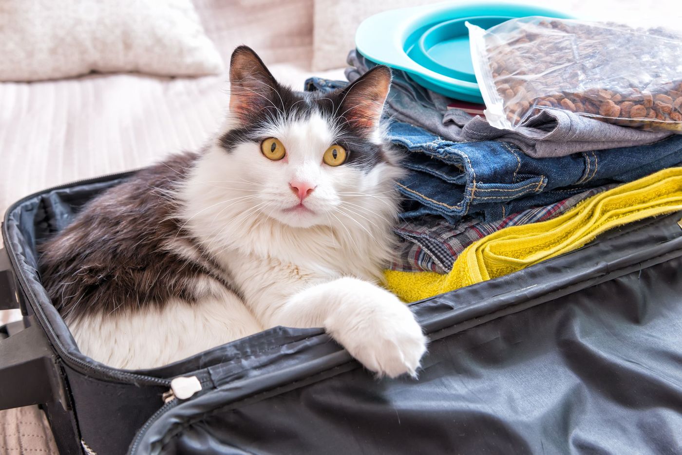 Voyage Chat Valise