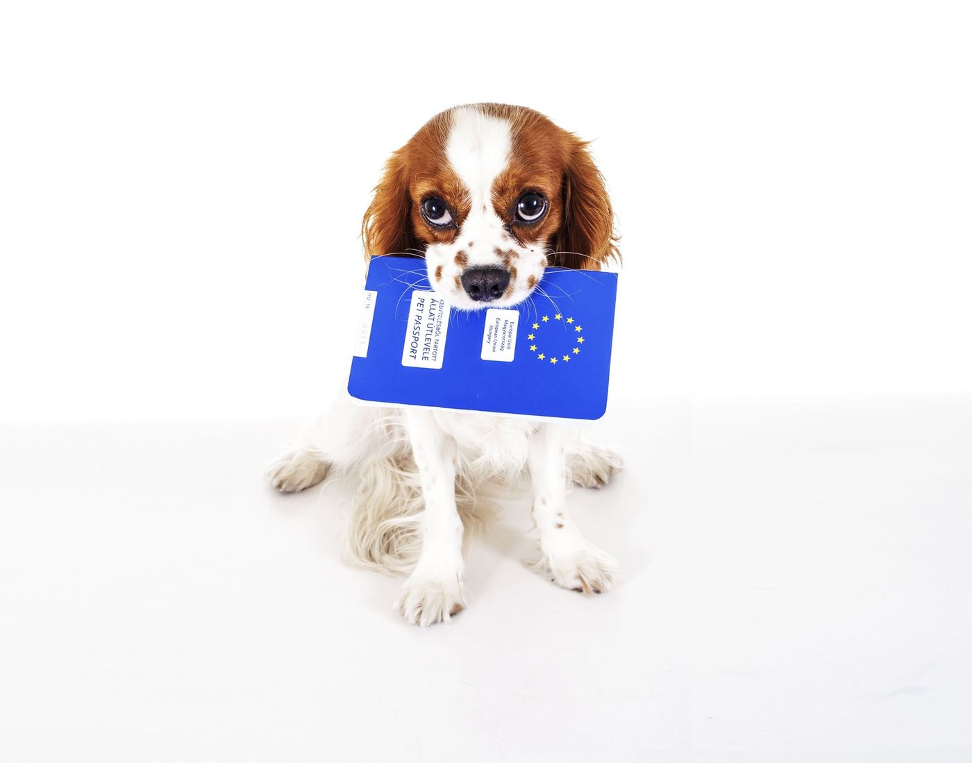 Voyage Chien Passeport