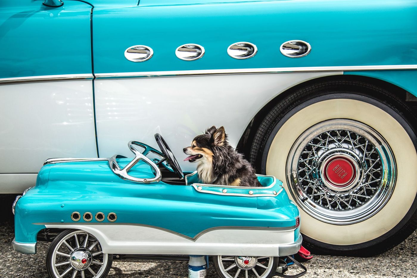 Voyage Chien Transport