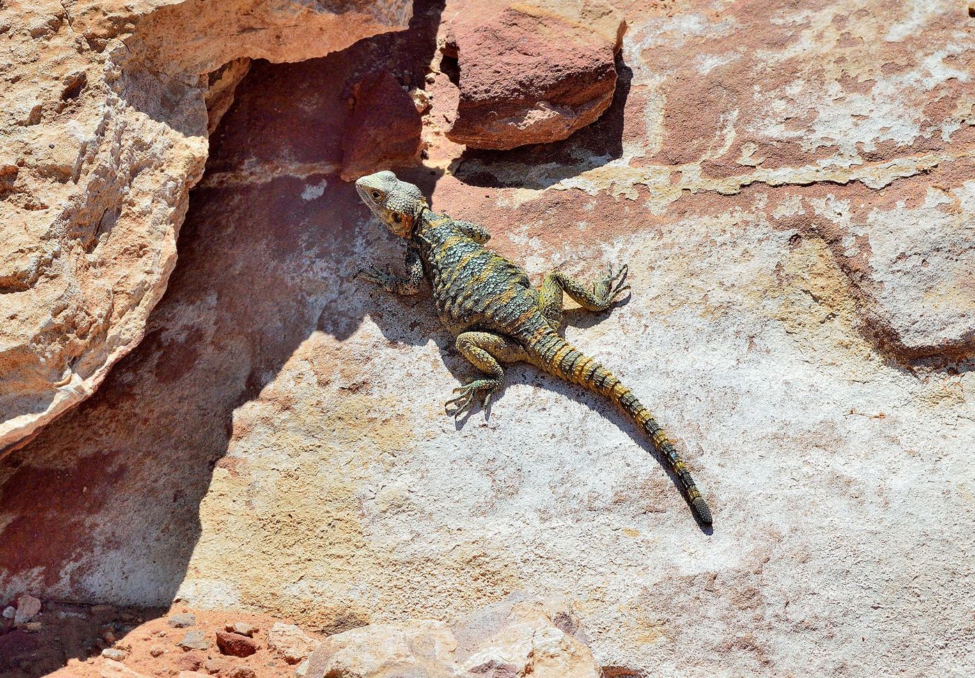 Wadi Rum Lézard