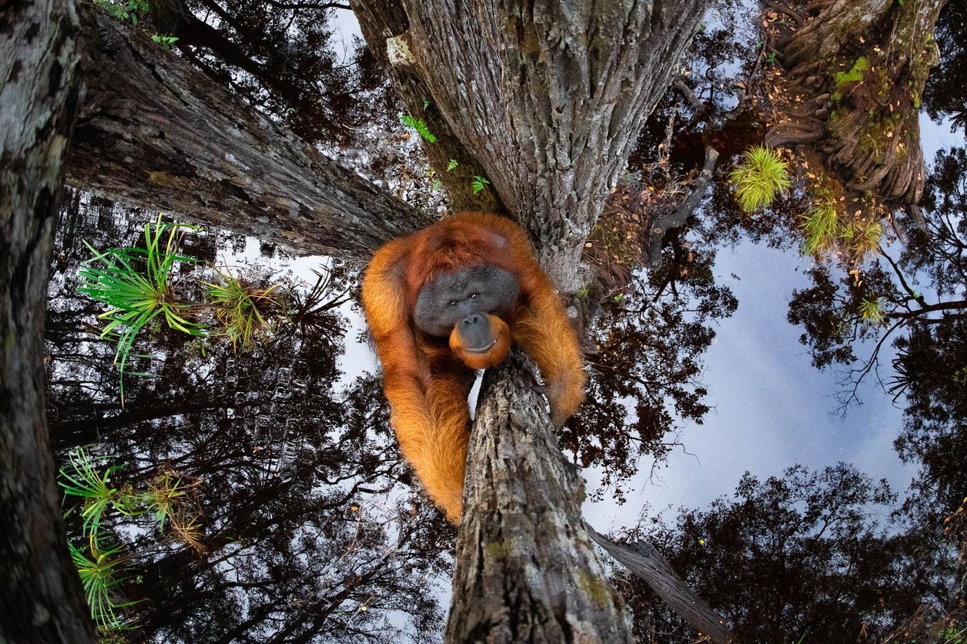 Bornéo orang outan sur fond de reflet dans un lac