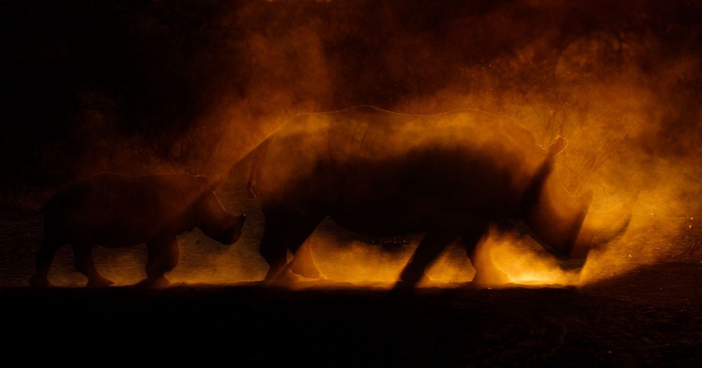 Botswana Rhinocéros