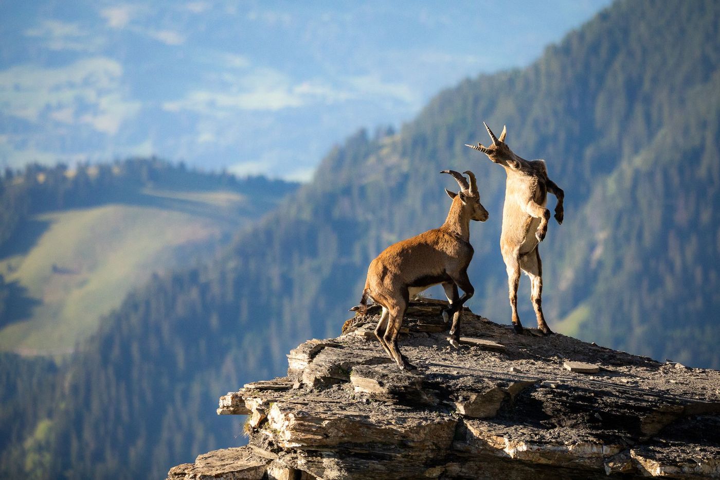 Suisse Bouquetins