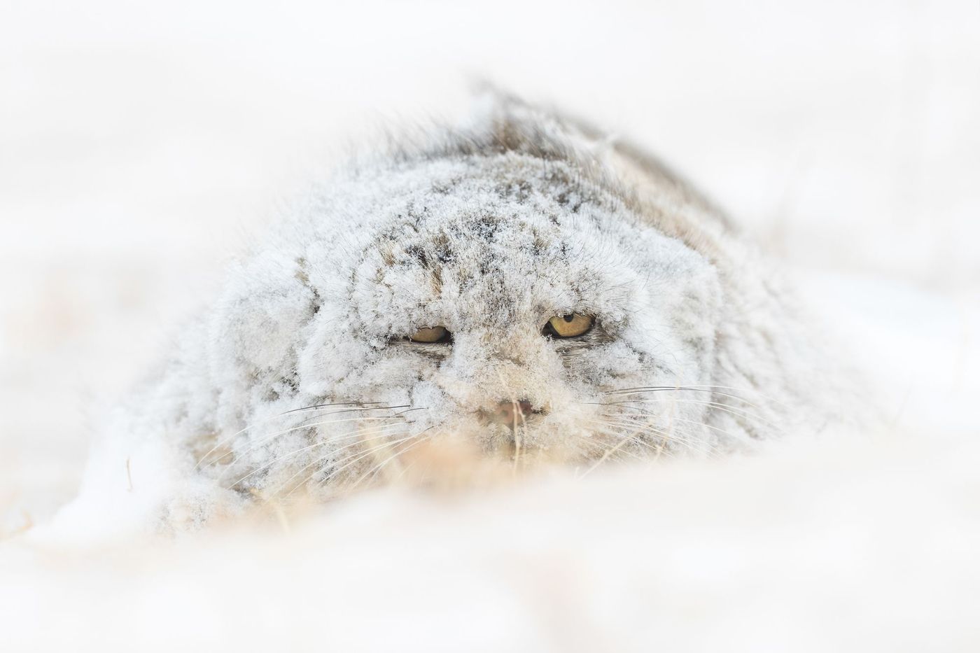 Mongolie Pallas cat