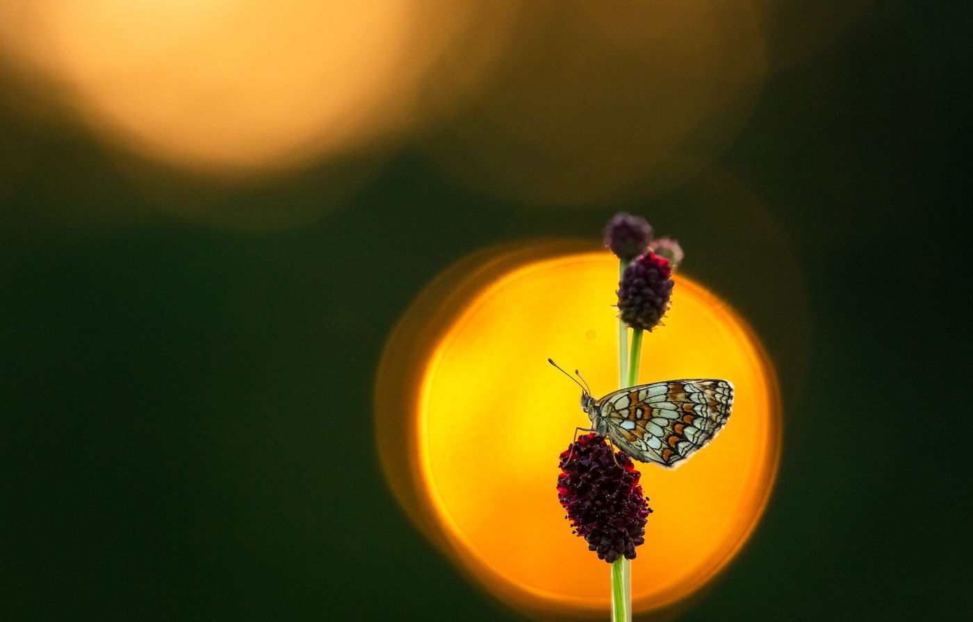 Hongrie Papillon