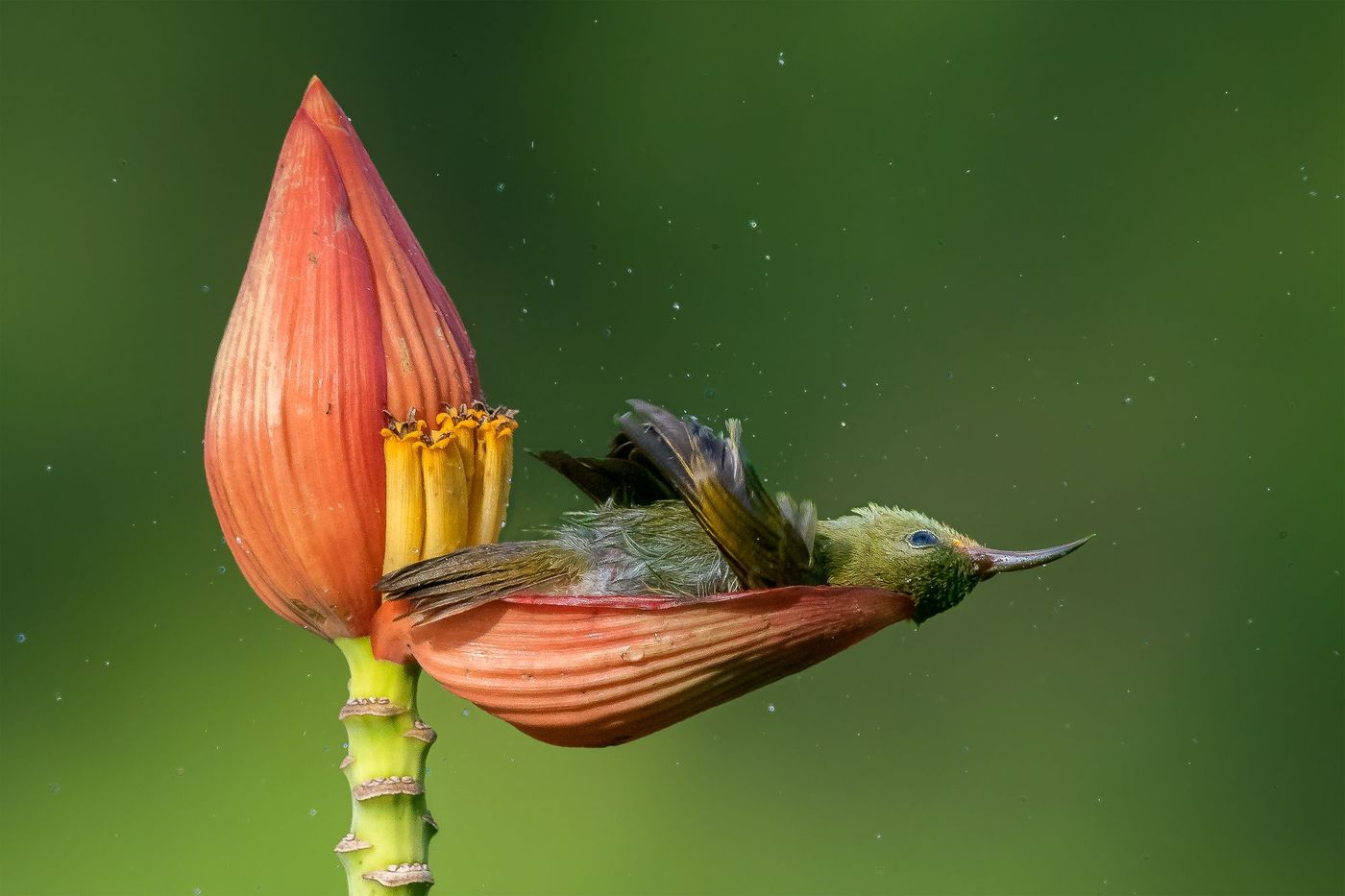 Crimson sunbird in banana flower