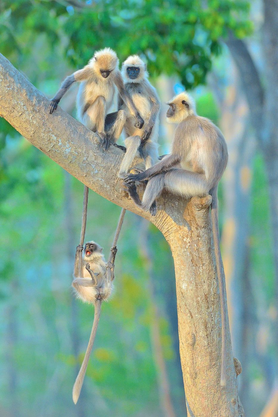 Black-footed grey langurs