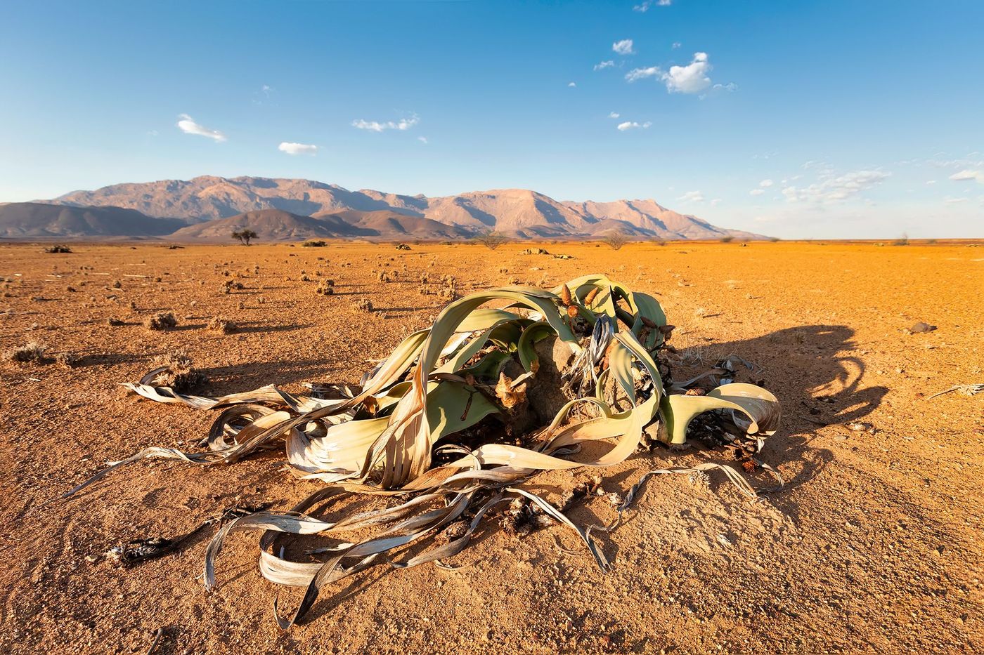 Welwitschia