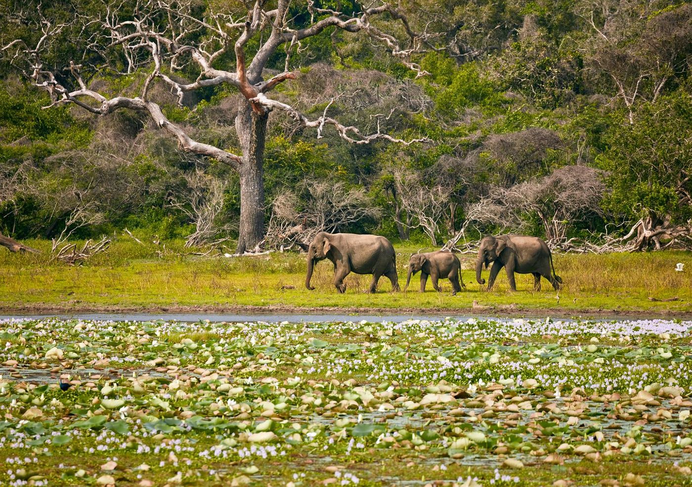 Sri Lanka Parc national de Yala