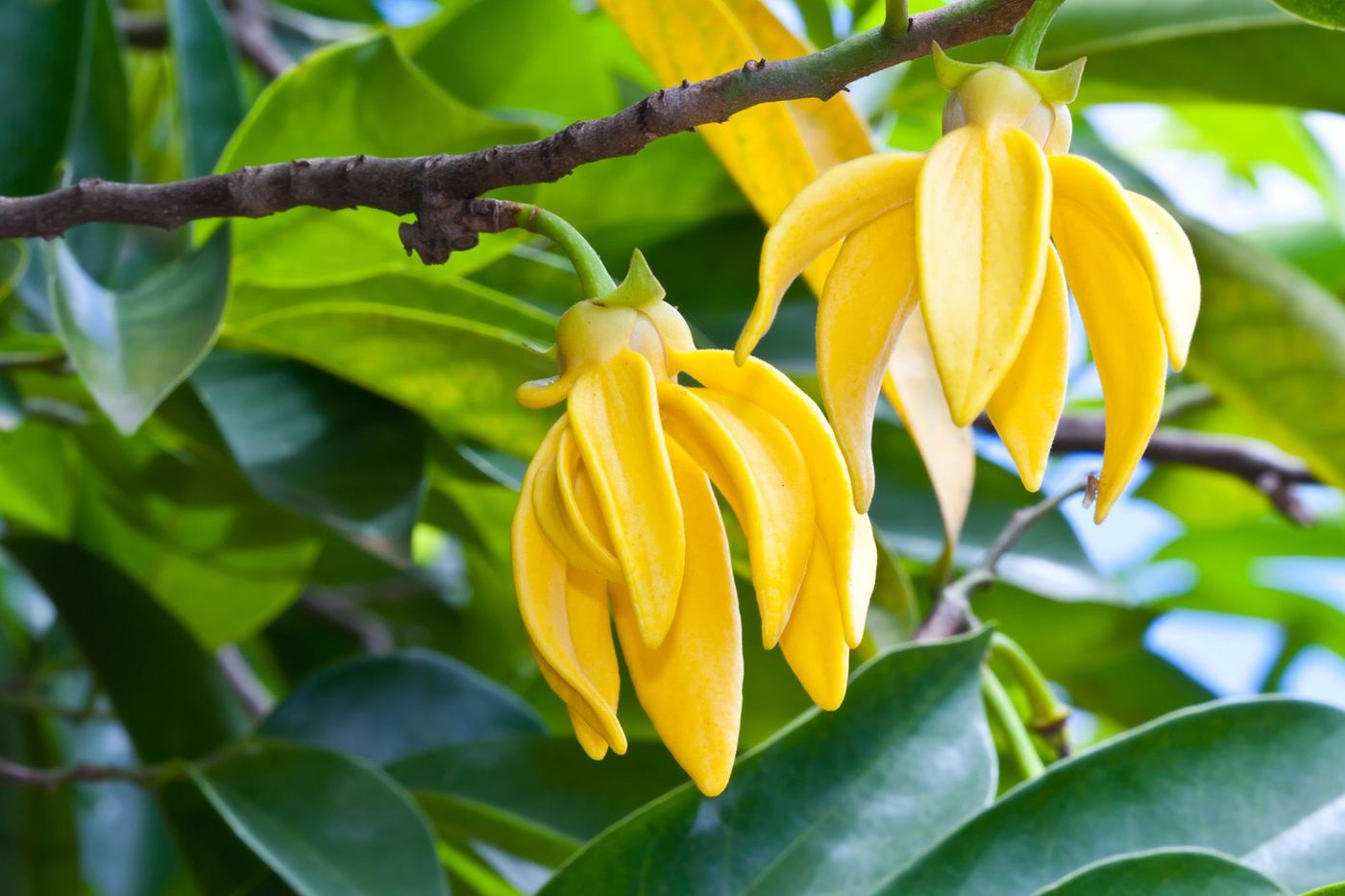 Ylang Ylang Fleurs Madagascar