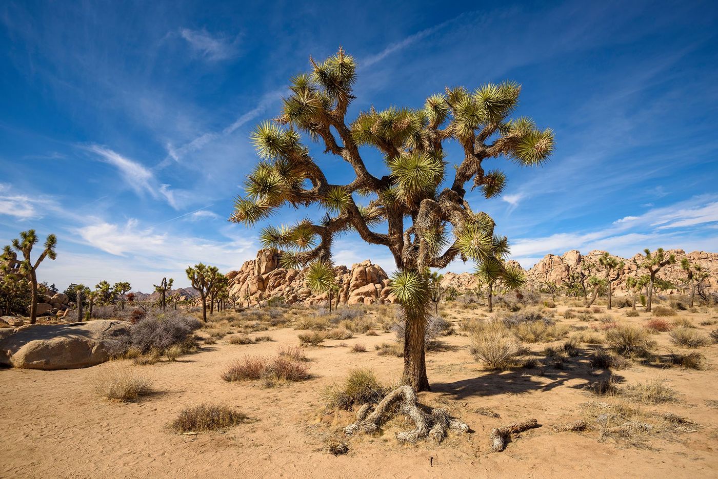 Yucca de Joshua Tree National Park