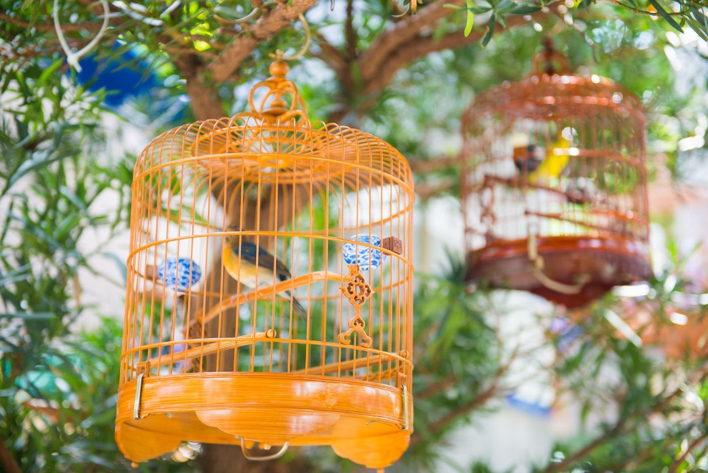Hong Kong Yuen Po Bird Garden