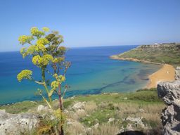 Gozo