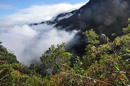 Bolivie yungas