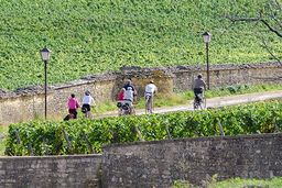 Bourgogne Vélo Voie des Vignes