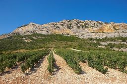 France CAp Corse Vignes