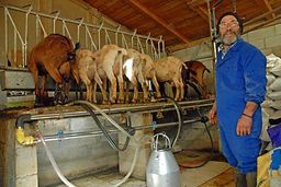 Eleveur de chèvres de Gavàs (Val d'Aneu)