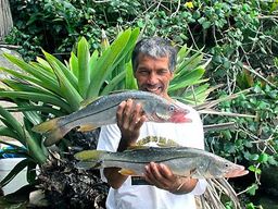 Brésil Saco Mamangua