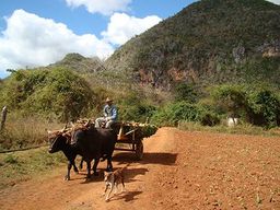 Cuba Vallée de Vinales