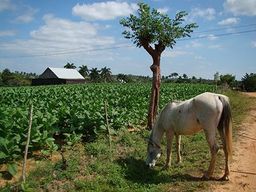Cuba Plantation de tabac