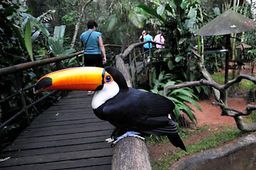 Toucan
