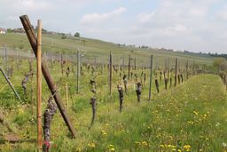 Route des Vins d'Alsace
