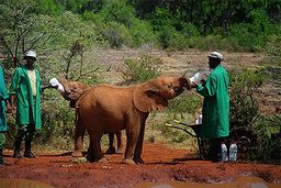 Kenya David Sheldrick Wildlife Trust