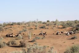 Désert du Kyzyl-Koum