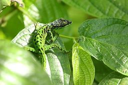 Martinique Lézard Gorges de Falaise