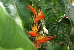 Martinique