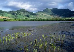 Ile Maurice Montagnes Bambous