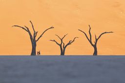 Dead Vlei