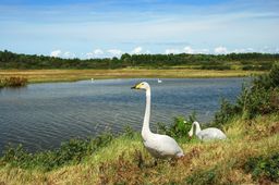 Parc ornithologique du Marquenterre