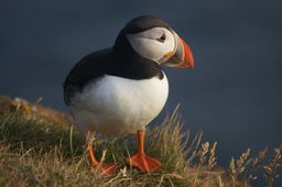 Látrabjarg