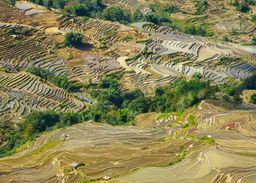Yuanyang